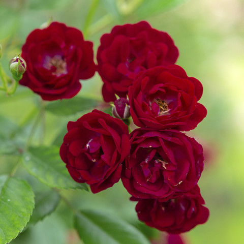 Róża Tantau Perennial Domino