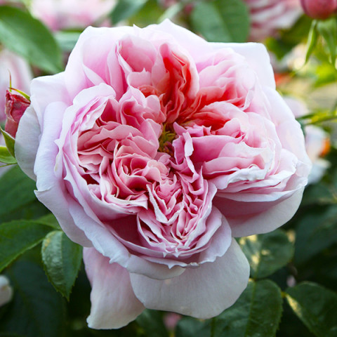 Róża Tantau Schone Maid
