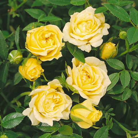 Róża Graniczna Yellow Doll