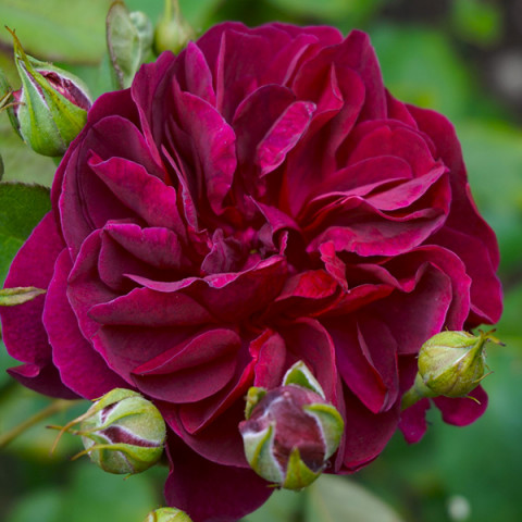 Róża Parkowa Bicentenaire de Guillot