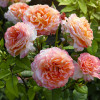 Róża Parkowa Georges Denjean