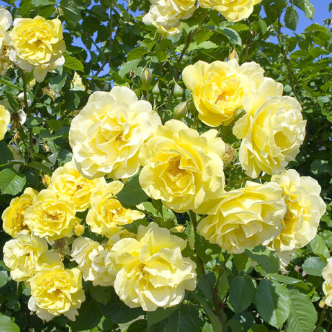 Róża Parkowa Konsuella