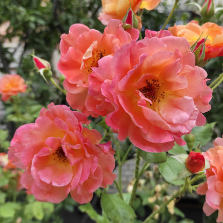Róża Parkowa Westerland