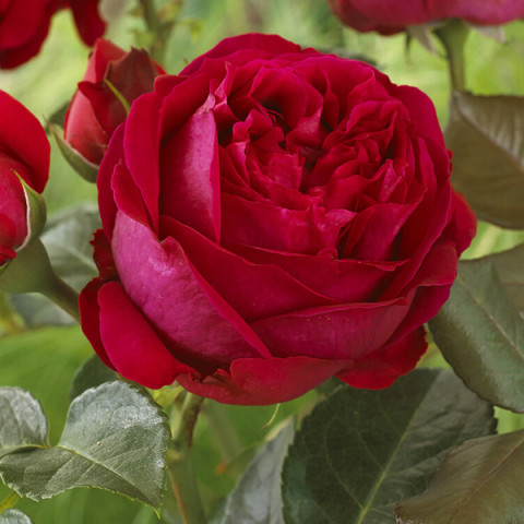 Róża Parkowa Czerwona
