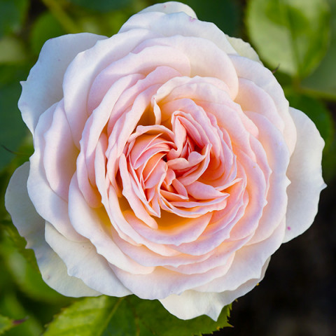 Róża Parkowa Glyndebourne