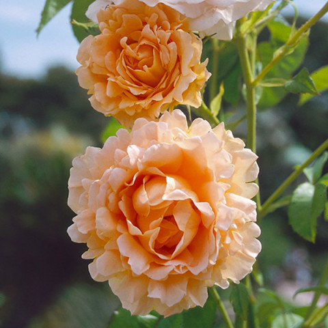 Róża Parkowa Morelowa