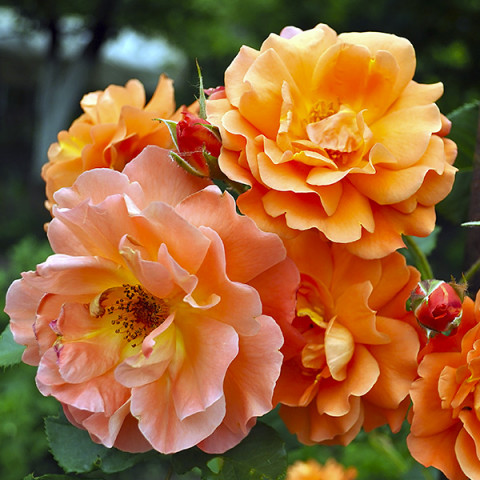 Róża Parkowa Pomarańczowa