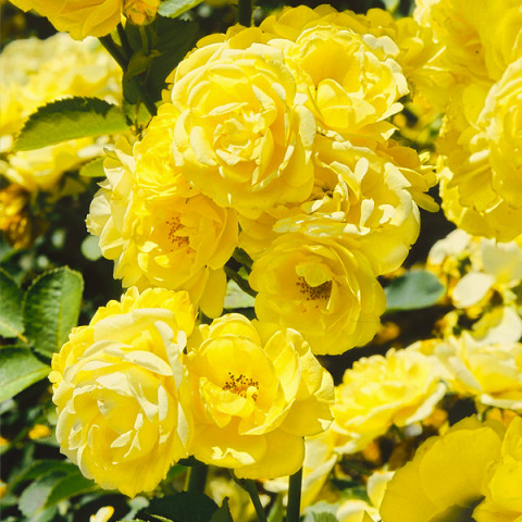 Róża Parkowa Żółta