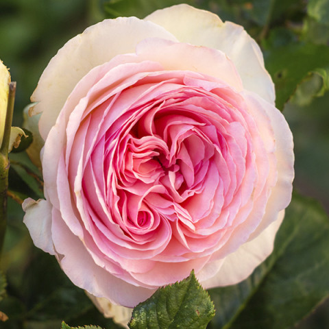 Róża Angielska Heart of Rose