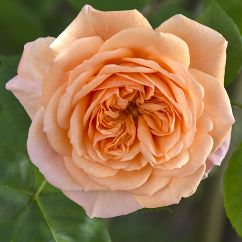 Róża Angielska Mister Hamilton