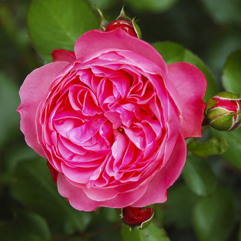 Róża Angielska Pełna Pink Ice