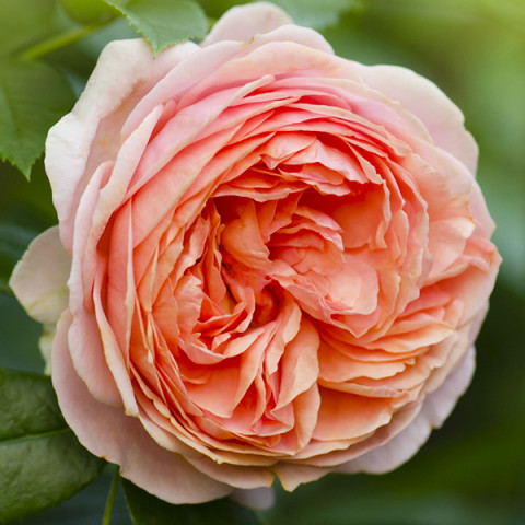 Róża Angielska Peach Miracle