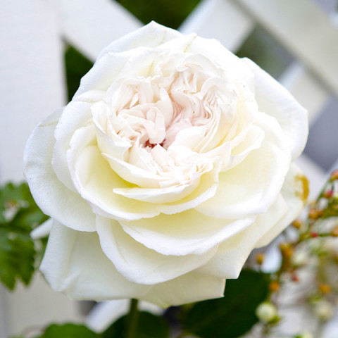 Róża Angielska White Sensation
