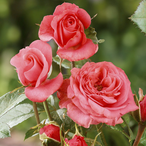 Róża Angielska Amelia Renaissance (licencja)
