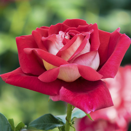 Róża Floribunda Alliance