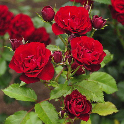 Róża Floribunda Lili Marlene