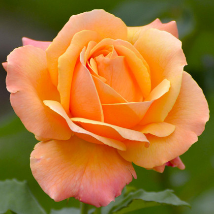 Róża Floribunda Lolita