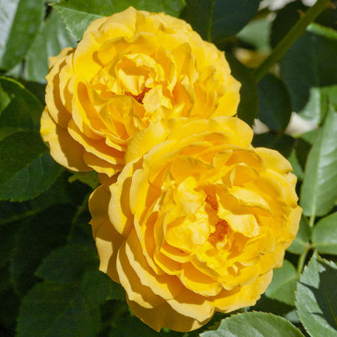 Róża Floribunda Anisade Julia Child (licencja)