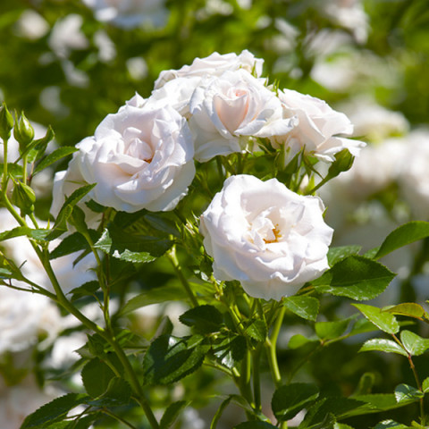 Róża Floribunda Biała