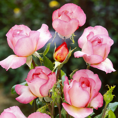 Róża Floribunda Biało-Różowa