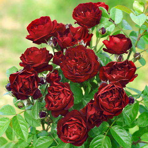 Róża Floribunda Ciemnoczerwona