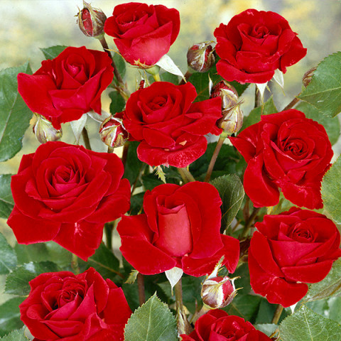 Róża Floribunda Czerwona