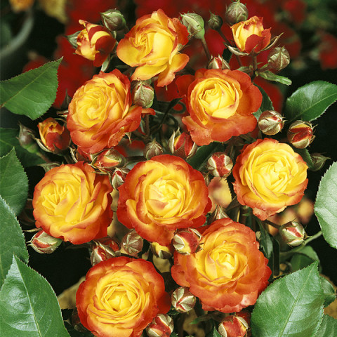 Róża Floribunda Czerwono-Żołta