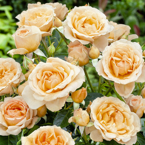 Róża Floribunda Kremowa