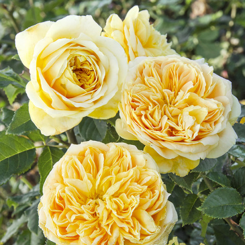Róża Floribunda Olivera Frayla