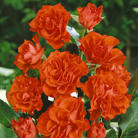 Róża Floribunda Pomarańczowa