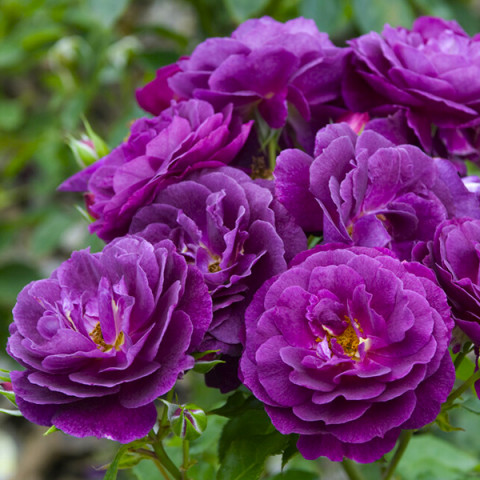 Róża Floribunda Purple Eden (licencja)