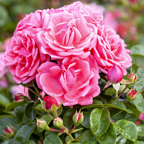 Róża Floribunda Różowa