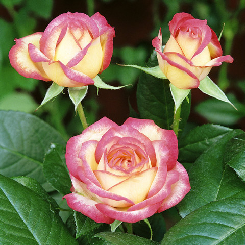 Róża Floribunda Żółto-Różowa