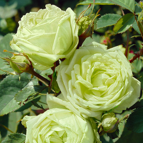 Róża Floribunda Zielona