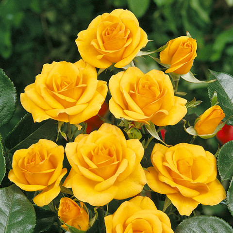 Róża Floribunda Żółta