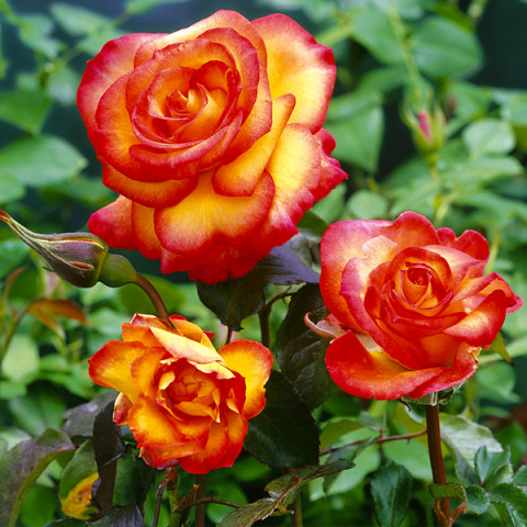 Róża Floribunda Żołto-Czerwona