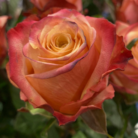 Róża Wielkokwiatowa Herbaciana 3D