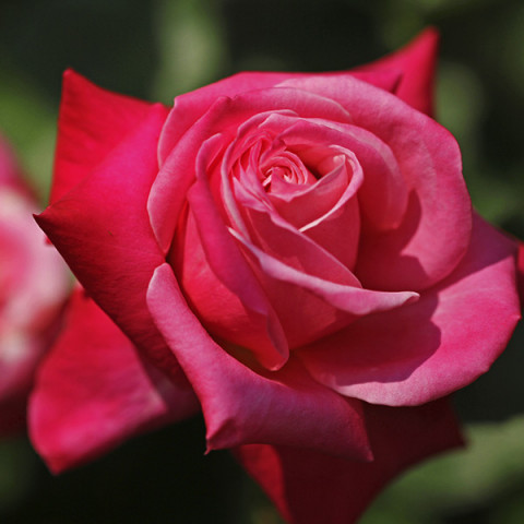 Róża Wielkokwiatowa Herbaciana Amalia