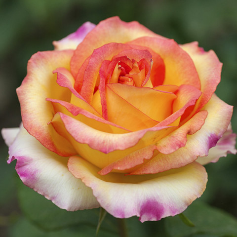Róża Wielkokwiatowa Herbaciana Ambiance
