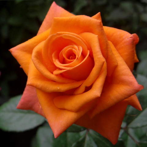 Róża Wielkokwiatowa Herbaciana Angelique