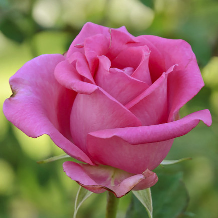 Róża Wielkokwiatowa Herbaciana Aqua