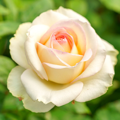 Róża Wielkokwiatowa Herbaciana Athena