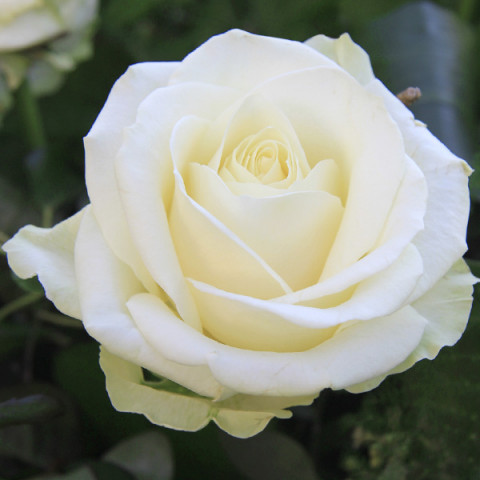 Róża Wielkokwiatowa Herbaciana Avalanche
