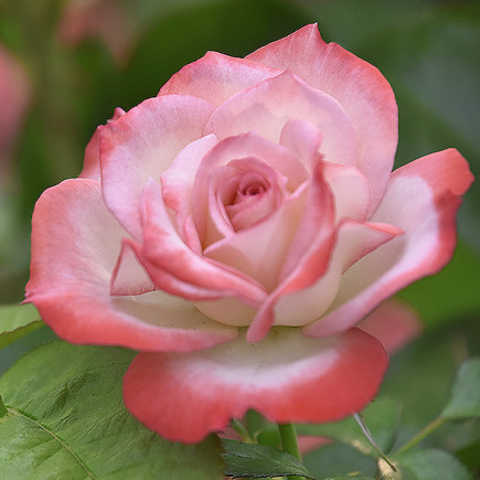 Róża Wielkokwiatowa Herbaciana Bella Perle