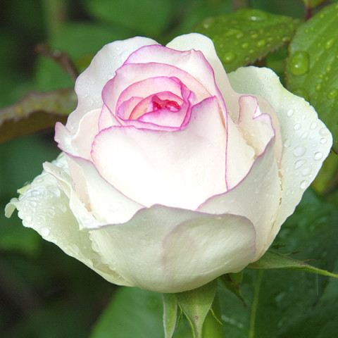 Róża Wielkokwiatowa Herbaciana Bella Vita