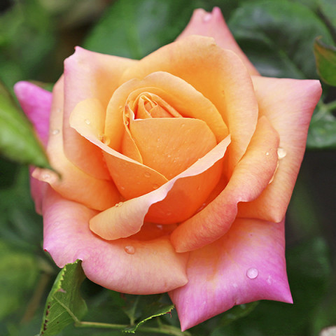 Róża Wielkokwiatowa Herbaciana Birdy