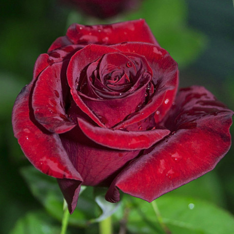 Róża Wielkokwiatowa Herbaciana Black Baccara