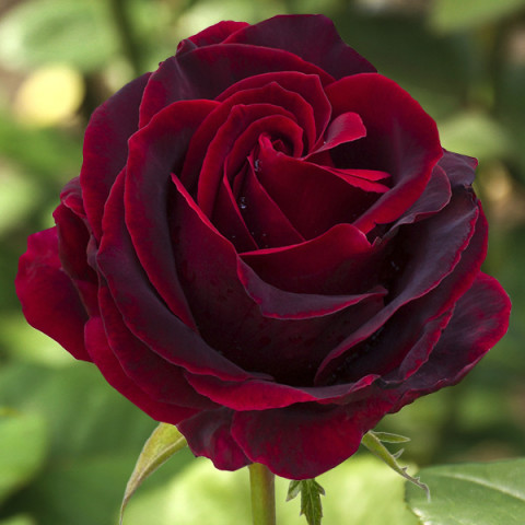 Róża Wielkokwiatowa Herbaciana Black Baron