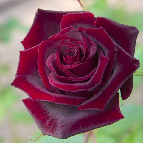 Róża Wielkokwiatowa Herbaciana Black Lady
