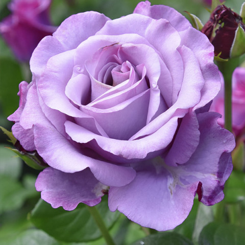 Róża Wielkokwiatowa Herbaciana Blue Nile